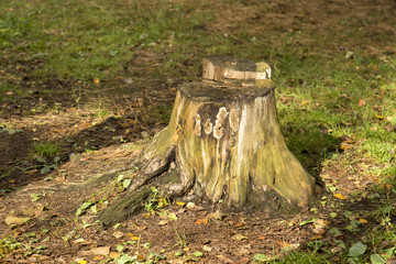 Fototapeta na wymiar tree stump on the white background