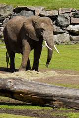Fototapeta premium Elephant