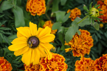 Yellow camomile flowers  in the home garden in summer season
