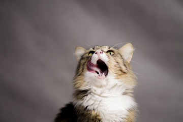 beautiful cat looking up and licked
