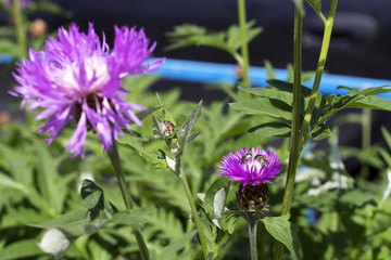Bee pollinating a beautiful flower in the garden