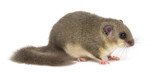 Edible dormouse in front of a white background