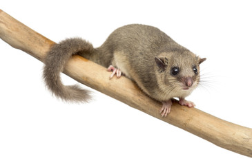 Edible dormouse on a branch in front of a white background