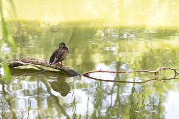 Duck sitting on a log in the middle of the river