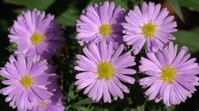 Aster in the nature