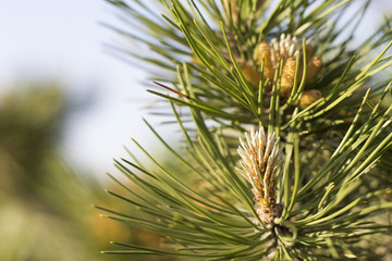 Branch conifer with needles