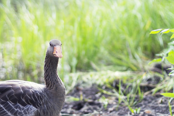 Goose on grass background looks