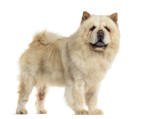 Chow chow in front of a white background