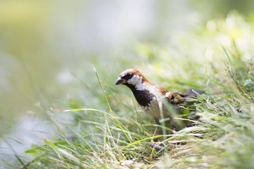 Bird sparrow on the grass