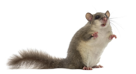 Edible dormouse in front of a white background