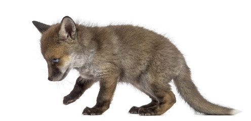 Fototapeta premium Fox cub (7 weeks old) walking in front of a white background