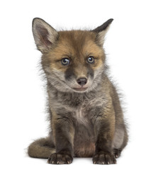 Obraz premium Fox cub (7 weeks old) sitting in front of a white background