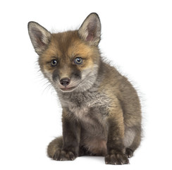 Fox cub (7 weeks old) sitting in front of a white background