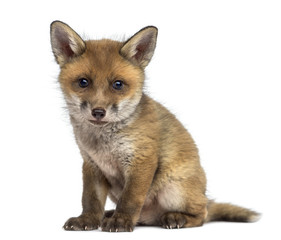 Fox cub (7 weeks old) sitting in front of a white background