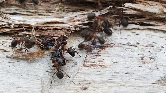 Ameisen laufen &uuml;ber einen Baumstamm, Formica rufa
