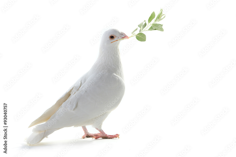 Wall mural white pigeon