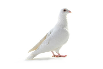 white pigeon