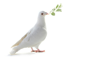 white pigeon