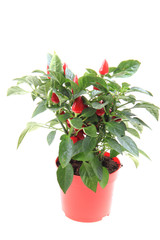 red chili plant isolated