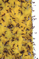 flypaper as easy background
