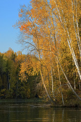 colorful autumn birch forest
