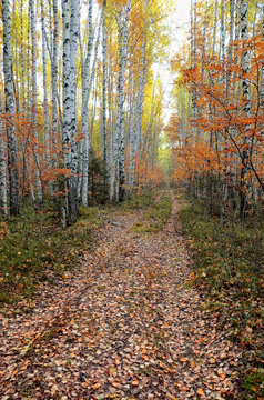 colorful autumn birch forest