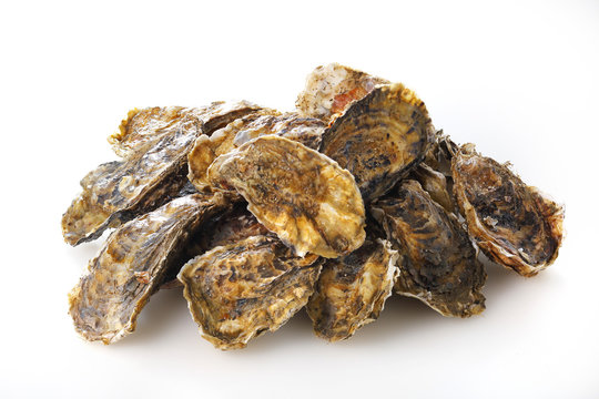 牡蠣　Oyster