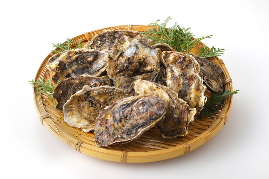 牡蠣　Oyster