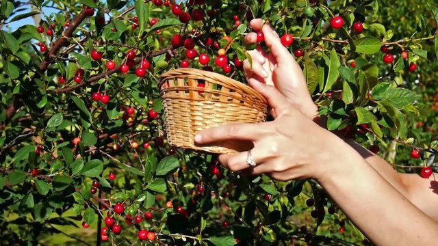 Picking up red cherry from cherry tree