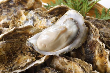 Plexiglas foto achterwand 牡蠣　Oyster © Nishihama