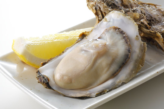 牡蠣　Oyster
