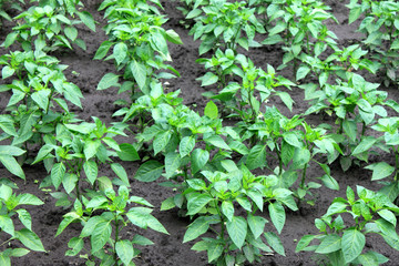 A green bell pepper plant, Farm field