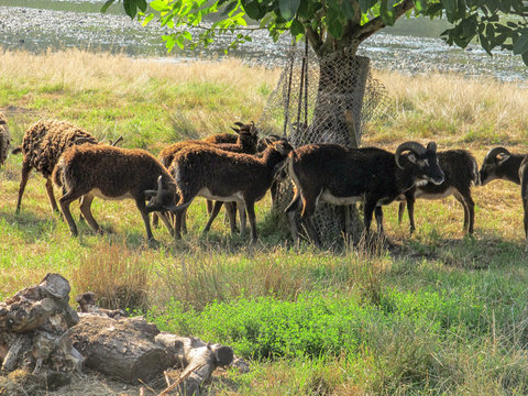 Soay Schafe - sehr seltene schottische Rasse