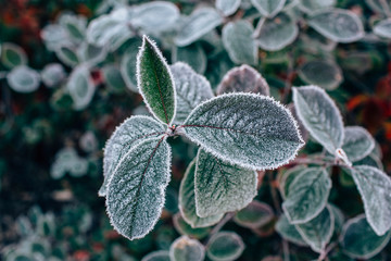 Frozen leaves