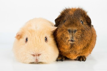 Guinea Pig. Stock image macro.