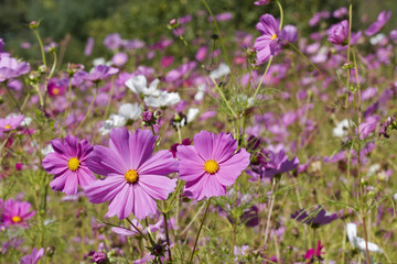 Cosmos Purple Wildflower