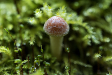 freshly mushrooms in the forest, nature