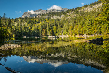 Fototapeta na wymiar forêt du lac vert de passy