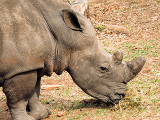 It's Time for your closeup, Mr. Rhino