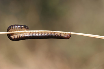 millipedes millipede crawling on the stalk of grass