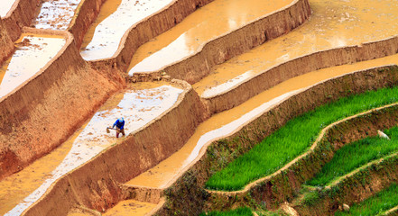Rice fields on terraced of Mu Cang Chai, YenBai, Vietnam.