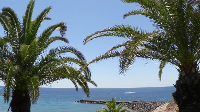 Palmen Meerblick Teneriffa