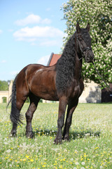 Friesian horse standing on the grass