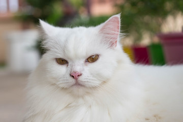 white cat