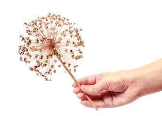 Seeds of a decorative onions allium hold in hand