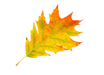Close-up of  autumn leaf on white