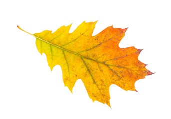 Close-up of  autumn leaf on white