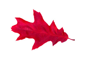 Close-up of  autumn leaf on white