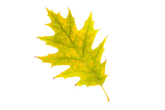 Close-up of  autumn leaf on white
