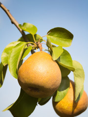 Pears and Blue Summer Sky